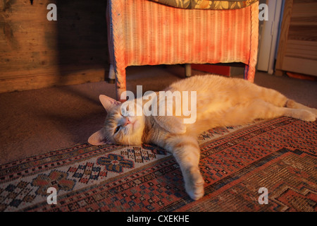 Katze liegend, Sonnenbaden Stockfoto