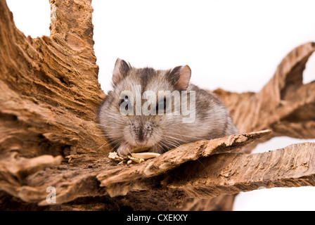 Kleine Hamster Essen Sonnenblumenkerne. Stockfoto