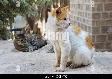 Zwei streunende Katzen rund um das Haus in Jerusalem Stockfoto