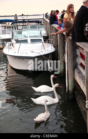 Menschen und Schwäne auf dem Dock, Messe Hafen, Fire Island, NY, USA Stockfoto