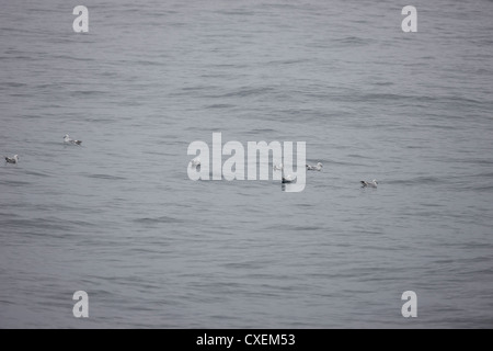 Southern Fulmar (Fulmarus Glacialoides) Herde auf den Gewässern der Scotia Meer sitzen. Stockfoto