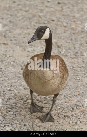 Eine neugierige Wildgans allein zu Fuß Stockfoto