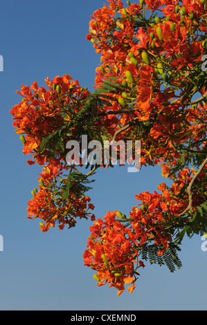 Bäume mit bunten Blumen in Israel, Delonix regia Stockfoto