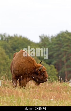 Wisente / Bison Bonasus Stockfoto