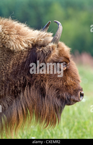 Wisente / Bison Bonasus Stockfoto