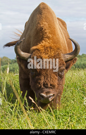 Wisente / Bison Bonasus Stockfoto