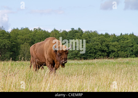 Wisente / Bison Bonasus Stockfoto