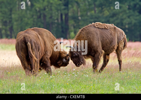 Wisente / Bison Bonasus Stockfoto