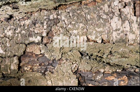 Moos und Flechten bedeckt gefallenen Ast. Stockfoto