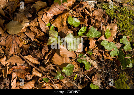 Moos, Efeu und gefallenen Buche Blätter auf einem faulenden Baumstamm. Stockfoto