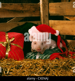 5 WOCHEN ALTEN 20 LB SCHWEIN TRÄGT WEIHNACHTSMÜTZE RUHT AUF GESCHENKE / STUDIO Stockfoto