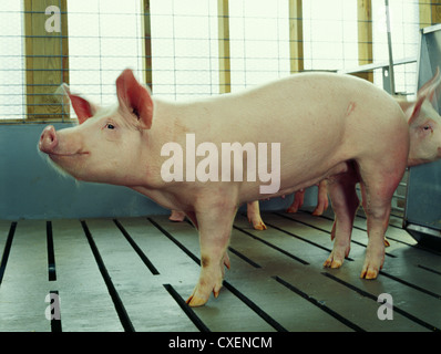 160-200 lb. mittelschwere Schwein stehend durch Zuführung in Pen/Pennsylvania Stockfoto