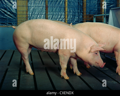 160-200 lb. mittelschwere Schwein stehend in Pen/Pennsylvania Stockfoto