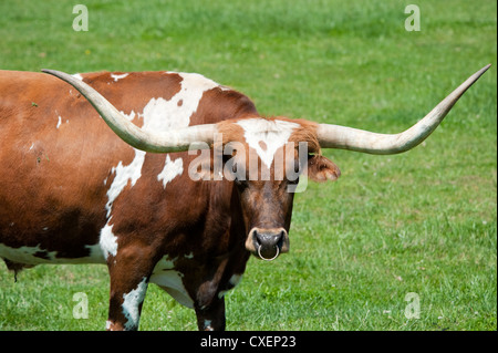 Longhorn Stier in grüne Weide mit Nasenring Stockfoto