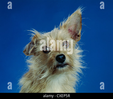 Niedliche Mischling Hund/Studio Stockfoto