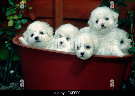 Bichon Frise Welpen in Flower Pot/Irland posing Stockfoto