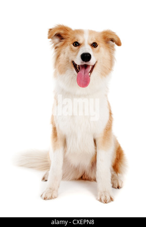 Roter Hund auf weißem Hintergrund Stockfoto