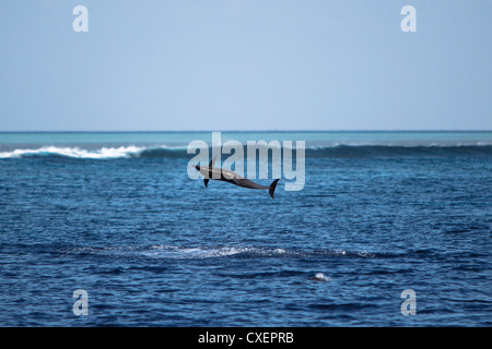 SpinnerDelphin, Stenella Longirostris, Ostpazifischer Delfin, wild