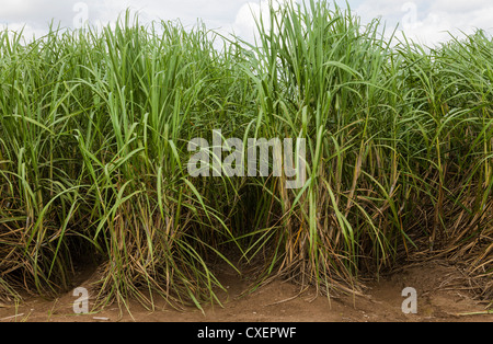 Reihen von Zuckerrohr wächst in einem Feld in South Louisiana. Stockfoto