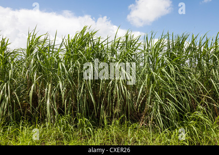 Zuckerrohr wächst in einem Feld in South Louisiana. Zuckerrohr wird verwendet, um Zuckerrohr-Sirup, Rum, Melasse, Ethanol und Zucker machen. Stockfoto