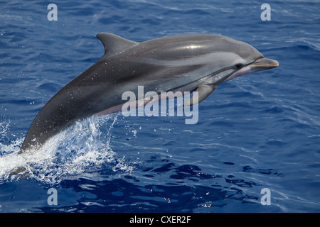 Gestreift Blau-Weißer Delfin, Delphin, Wild, springen, Malediven Indischer Ozean, Stenella coeruleoalba Stockfoto