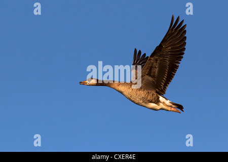 Graugans Gans Hybrid mit dem Kanada-Gans, wild, Hybrid-Gourmet Mit Kanadagans, Anser Anser X Branta Canadensis, Deutschland Stockfoto