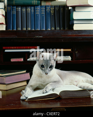 Blue lynx siamesische Katze Verlegung auf Schreibtisch/Pennsylvania Stockfoto