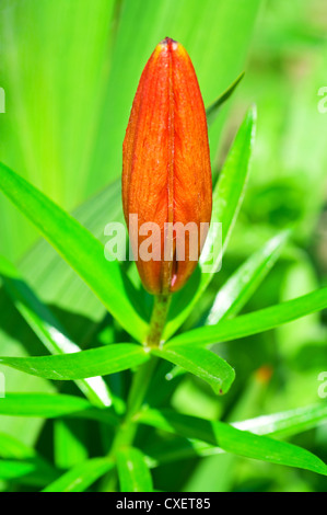 Knospe der königlichen rote Lilie Stockfoto