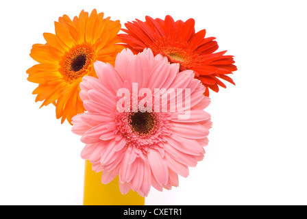 Drei Gerber Blumen in gelber Vase auf weißem Hintergrund Stockfoto