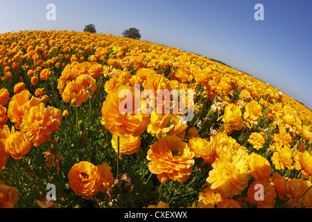 Bereich der orange Butterblumen auf einen Sonnenuntergang Stockfoto