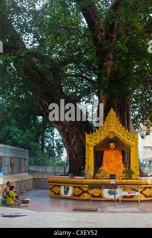 BUDDHA-STATUE unter einem BODHI-Baum an der SHWEDAGON PAYA oder Pagode aus dem Jahre 1485 - YANGON, MYANMAR Stockfoto