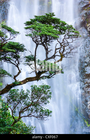 Buche Bäume vor dem Hintergrund des fallenden Wassers in Arthurs Pass, Neuseeland. Stockfoto