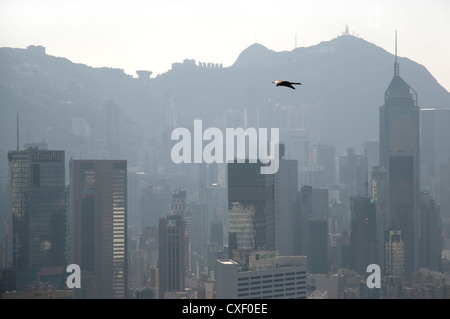 Schwarze Drachen fliegen über Hong Kong Island Stockfoto