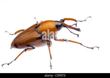 Palm Weevil Schnauze Käfer Stockfoto