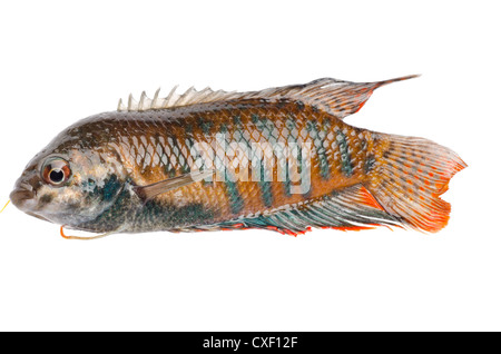 Chinesen kämpfen Fisch Macropodus Opercularis isoliert auf weiss Stockfoto