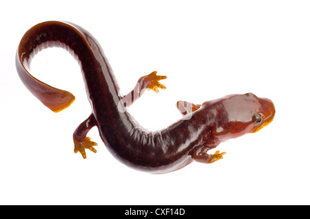 Chinesische Tsitou Salamander newt Stockfoto