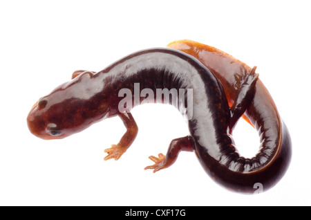 Chinesische Tsitou Salamander newt Stockfoto