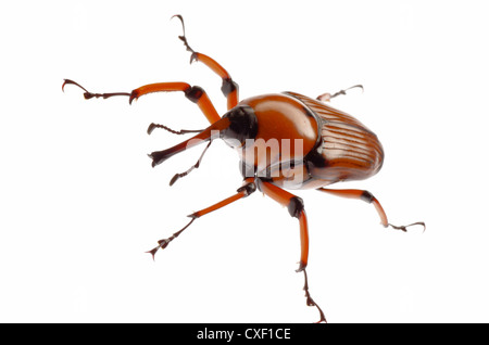 weiblich braun Palm Weevil Schnauze Käfer Stockfoto
