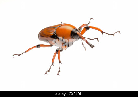 weiblich braun Palm Weevil Schnauze Käfer Stockfoto