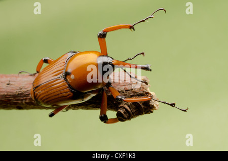 Palm Weevil Schnauze Käfer Stockfoto