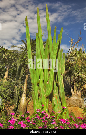 Kakteen und rosa Blüten. Stockfoto