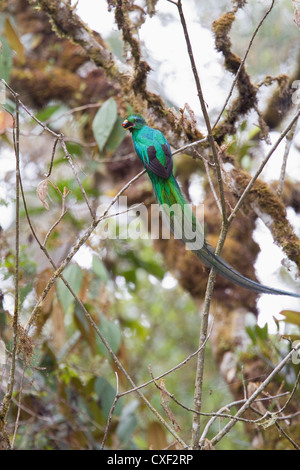 Einen männlichen Quetzal (Pharomachrus Mocinno) thront auf einem Ast in einem Wald in Savegre, San Gerardo de Dota, Costa Rica. Stockfoto