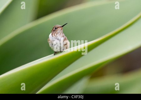 Weiblichen Vulkan Kolibri (Selasphorus Flammula) thront auf Kaktus Speer am Savegre, San Gerardo de Dota, Costa Rica. Stockfoto