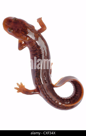 Chinesische Tsitou Salamander Newt isoliert auf weiss Stockfoto