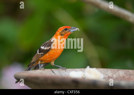 Männliche Flamme-farbige Voegel (Piranga Bidentata) thront am Brunnen am Savegre, San Gerardo de Dota, Costa Rica. Stockfoto