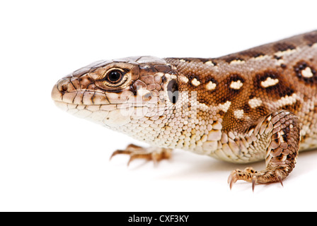 Lacerta Agilis. Sand-Eidechse auf weißem Hintergrund Stockfoto