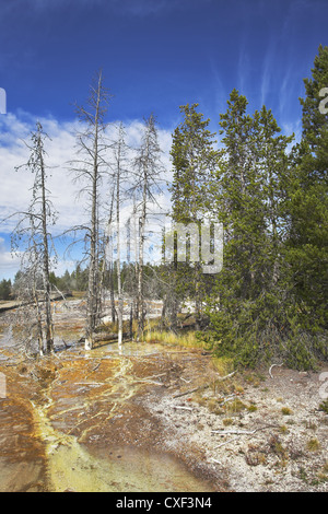 Mineralwässer im Yellowstone Park Stockfoto