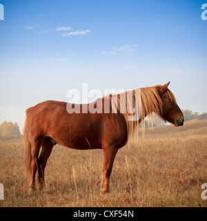 braune Pferd Stockfoto