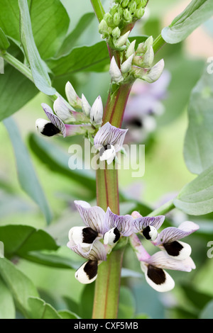 Saubohne Blume Stockfoto