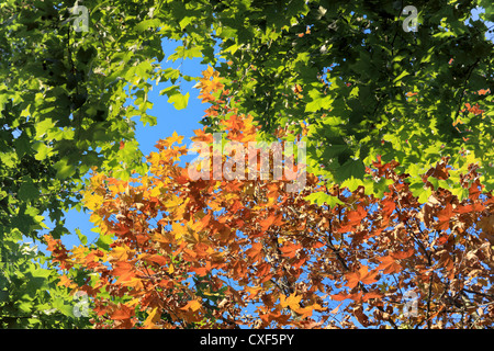 seasonal changes Stockfoto